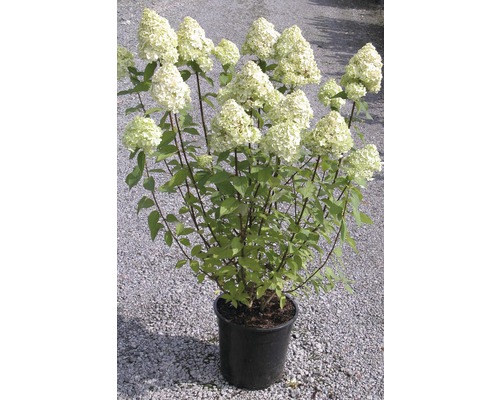 Hortenzie latnatá FloraSelf Hydrangea paniculata 'Limelight' výška 80-100 cm květináč 10 l