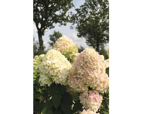 Latnatá hortenzie na zahradě