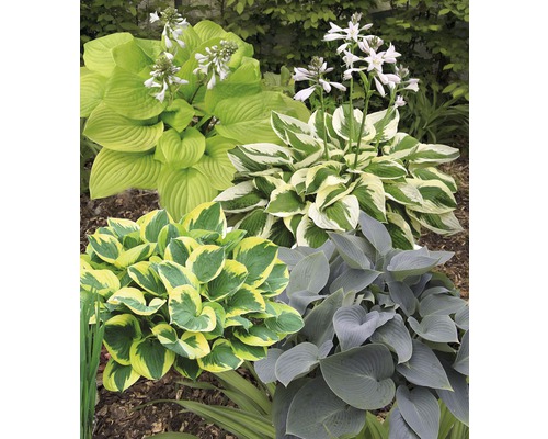 Bohyška FloraSelf Hosta výška 10-30 cm květináč 1,5 l