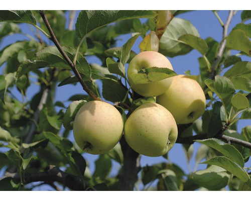 Jabloň BIO zimní FloraSelf Bio Malus domestica 'Golden Delicious' výška 120-150 cm květináč 7,5 l