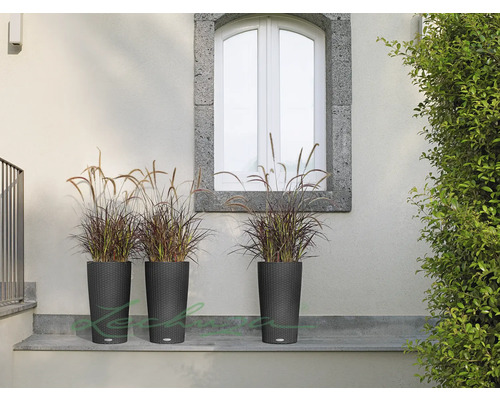 Tři vysoké plastové květináče s okrasnými travinami před stěnou domu
