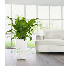 Pokojová rostlina v bílém, čtvercovém květináči s ratanovým vzorem před oknem