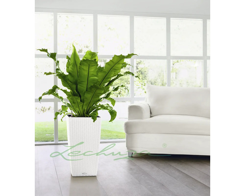 Pokojová rostlina v bílém, čtvercovém květináči s ratanovým vzorem před oknem