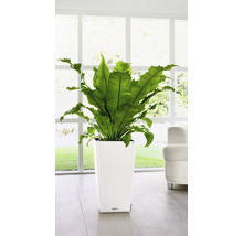 Kapradina ptačího hnízda v bílém květináči