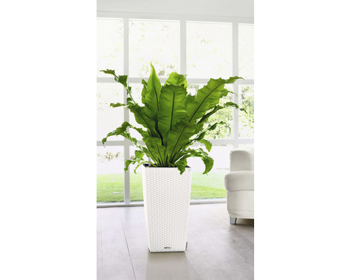 Kapradina ptačího hnízda v bílém květináči