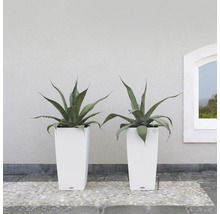 Dvě rostliny agáve v bílých, vysokých květináčích před zdí a oknem.