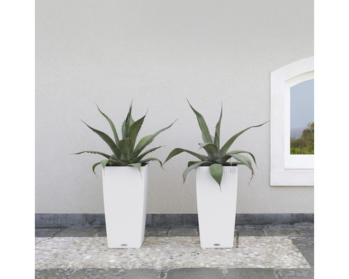 Dvě rostliny agáve v bílých, vysokých květináčích před zdí a oknem.