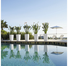 Řada květináčů s rostlinami u bazénu