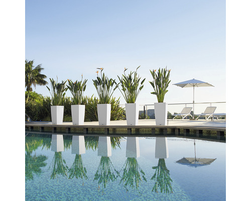 Řada květináčů s rostlinami u bazénu