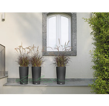 Tři vysoké tmavé květináče s okrasnými travinami před zdí a oknem.