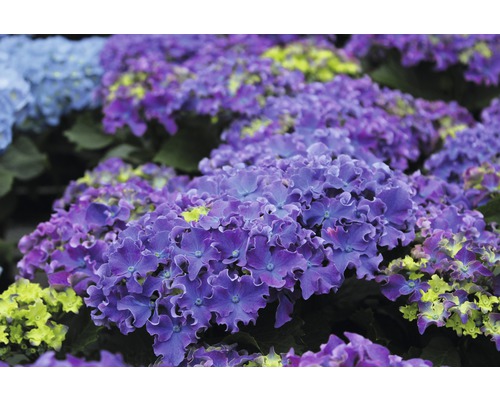 Detail fialových zahradních hortenzií.