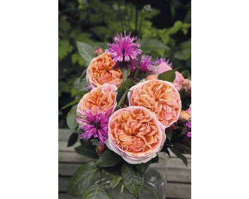 Růže Tantau Rosa x hybrid 'Chippendale' s balem