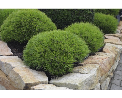 Borovice ve tvaru koule v zahradním záhonu s přírodní kamennou zdí