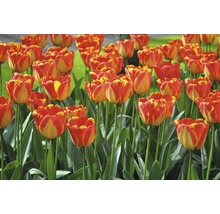 Pole s květy tulipánů