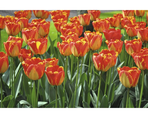 Pole s květy tulipánů