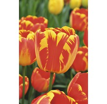 Detail červenožlutých tulipánů na zahradě