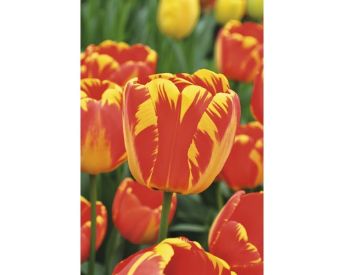 Detail červenožlutých tulipánů na zahradě