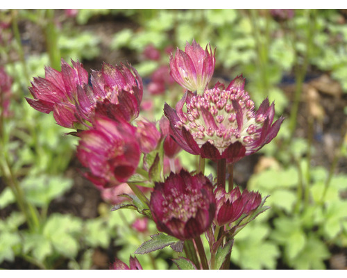 Jarmanka větší FloraSelf Astrantia major 'Claret' výška 5-30 cm květináč 0,5 l Květenství jarmanky větší na zahradě