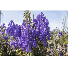 Oměj FloraSelf Aconitum carmichaelii 'Arendsii' 5-40 cm květináč 0,5 l