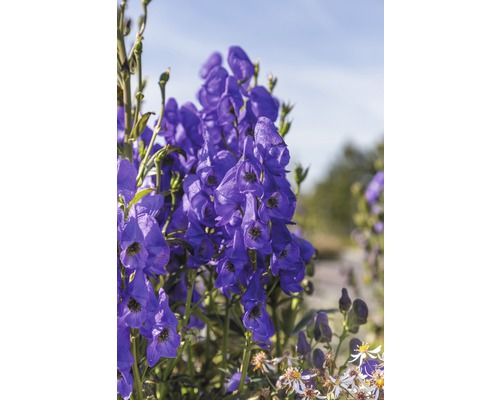 Detailní záběr květů oměje v zahradě.