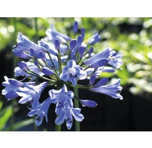 Kalokvět africký FloraSelf Agapanthus africanus 5-30 cm květináč 0,5 l