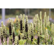 Agastache anýzová FloraSelf Agastache rugosa 'Alabaster' 5-70 cm květináč 0,5 l