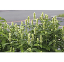 Agastache anýzová FloraSelf Agastache rugosa 'Alabaster' 5-70 cm květináč 0,5 l