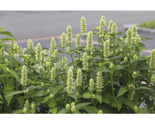 Agastache anýzová FloraSelf Agastache rugosa 'Alabaster' 5-70 cm květináč 0,5 l Fotografie rostliny Agastache se zelenými listy a světlými květy