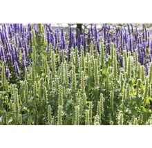 Agastache anýzová FloraSelf Agastache rugosa 'Alabaster' 5-70 cm květináč 0,5 l
