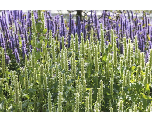 Detailní záběr rostlin Agastache v zahradě.
