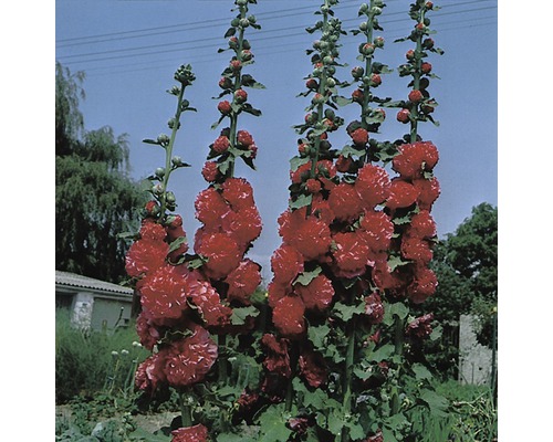 Topolovka FloraSelf Alcea rosea 'Pleniflora' výška 5-80 cm květináč 0,5 l červená