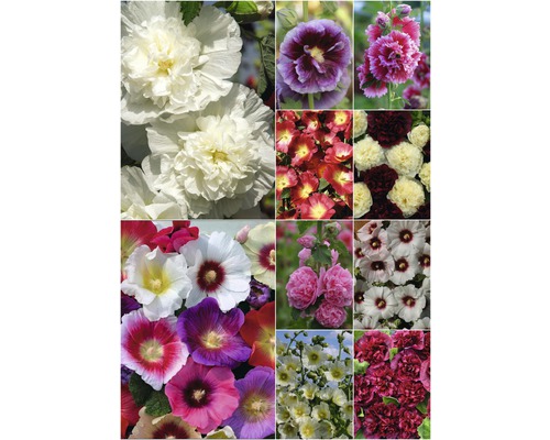 Detailní záběr vícebarevných topolovek