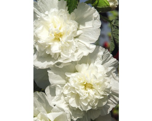 Topolovka FloraSelf Alcea rosea 'Pleniflora' výška 5-20 cm květináč 0,5 l bílá Detail plnokvětých květů slézu
