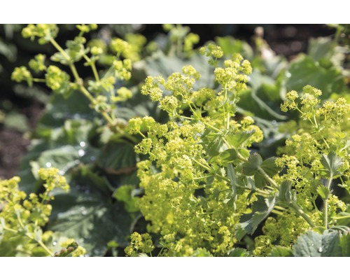 Kontryhel měkký FloraSelf Alchemilla mollis 5-40 cm květináč 0,5 l