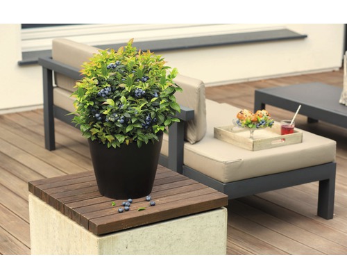 Borůvkový keř v květináči na terase se zahradním nábytkem