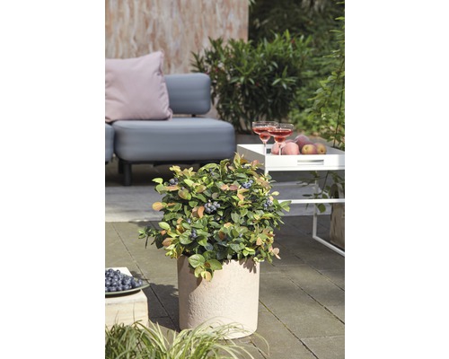 Rostlina borůvky v květináči na zahradě