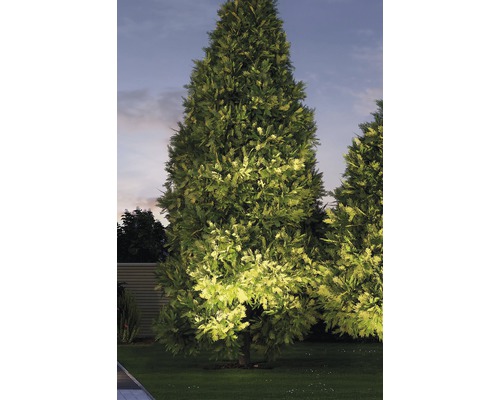 Osvětlená zerav v zahradě za soumraku