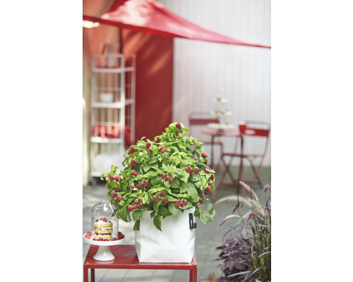 Rostlina maliny v květináči na terase se zahradním nábytkem