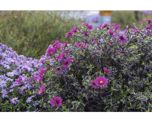 Astra, hvězdnice křovitá FloraSelf Aster dumosus 'Jenny' výška 5-20 cm květináč 0,5 l Detail fialových a růžových podzimních aster v zahradním záhonu