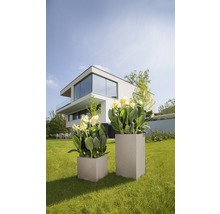 Dva květináče různých velikostí s rostlinami na zahradě před moderním domem.