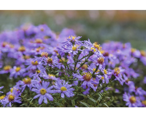 Hvězdnice FloraSelf Aster dumosus 'Prof. A. Kippenberg' 5-40 cm květináč 0,5 l