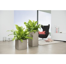 Dva čtvercové květináče s rostlinami v světlém obývacím pokoji.