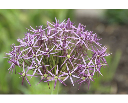 Detail květu okrasného česneku