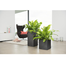 Dva šedé květináče se zelenými rostlinami v obývacím pokoji