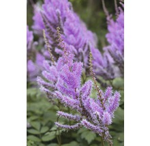 Čechrava čínská FloraSelf Astilbe chinensis 'Pumila' 5-40 cm květináč 0,5 l