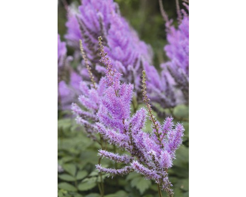 Čechrava čínská FloraSelf Astilbe chinensis 'Pumila' 5-40 cm květináč 0,5 l