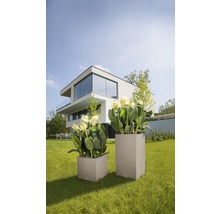 Dva čtvercové květináče s květinami na trávníku před moderním domem.