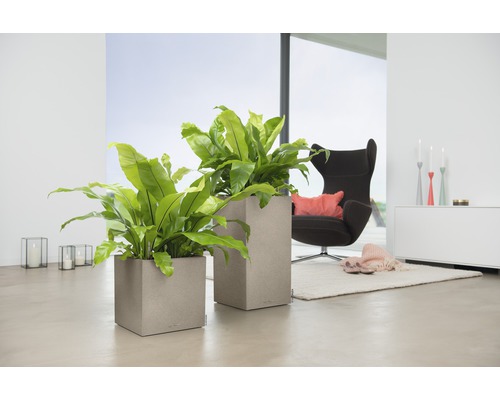 Obývací pokoj se dvěma čtvercovými květináči a pokojovými rostlinami