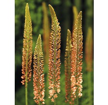 Několik lososových zahradních pochodní na zahradě