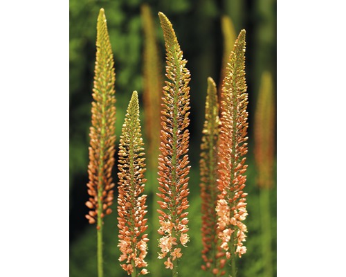 Několik lososových zahradních pochodní na zahradě